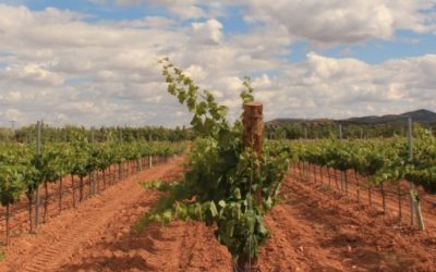 Descubre los vinos de Castilla La Mancha en Bodegas Bogarve 1915